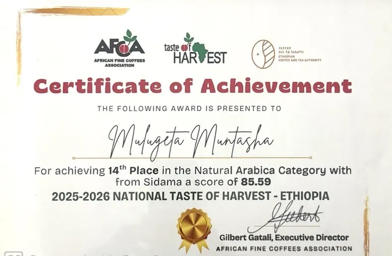 African Fine Coffees Association Taste of Harvest 2025–2026 certificate — Mulugeta Muntasha, 14th place, Natural Arabica from Sidama, score 85.59.