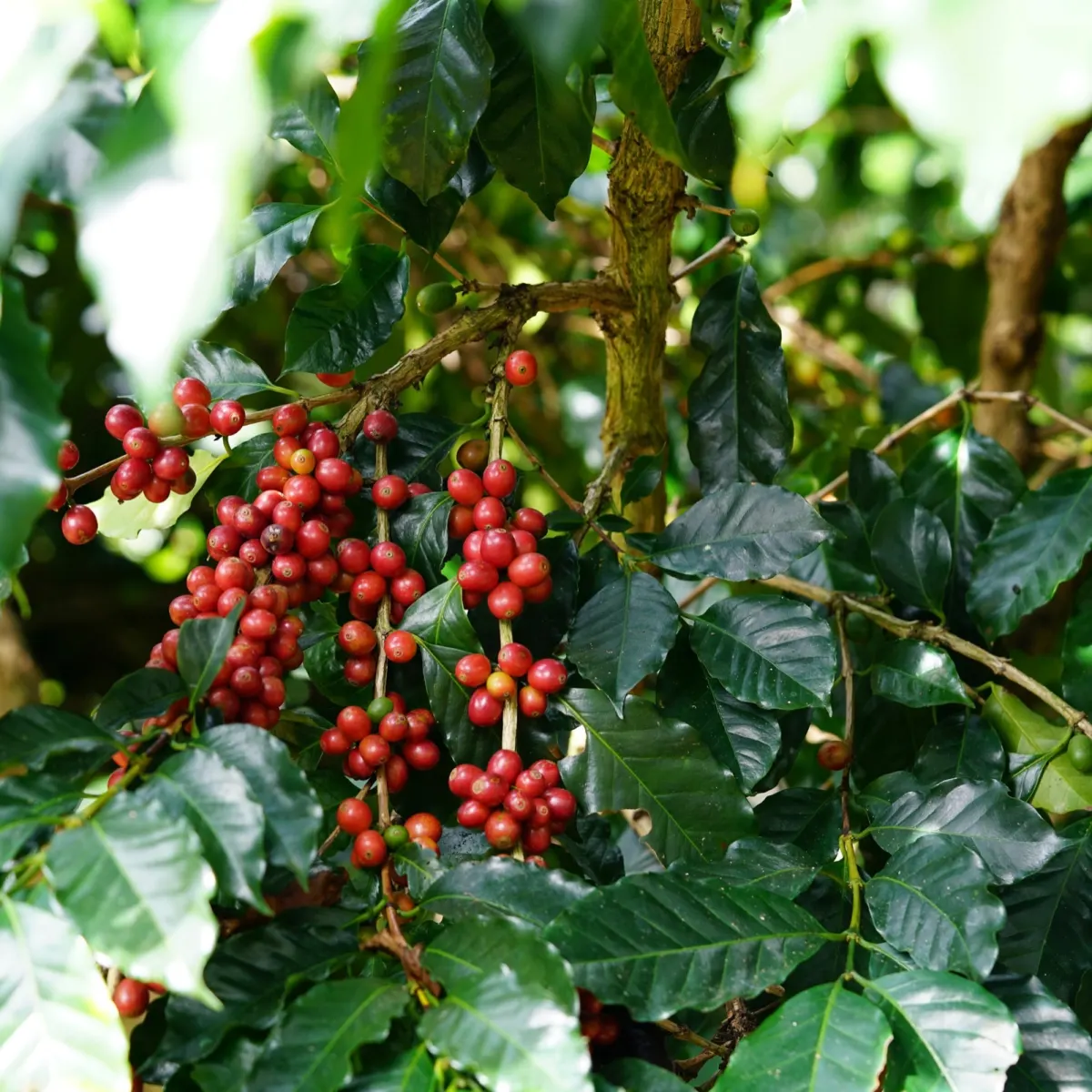Ripe and ripening coffee cherries clustered along a branch under glossy dark-green leaves.