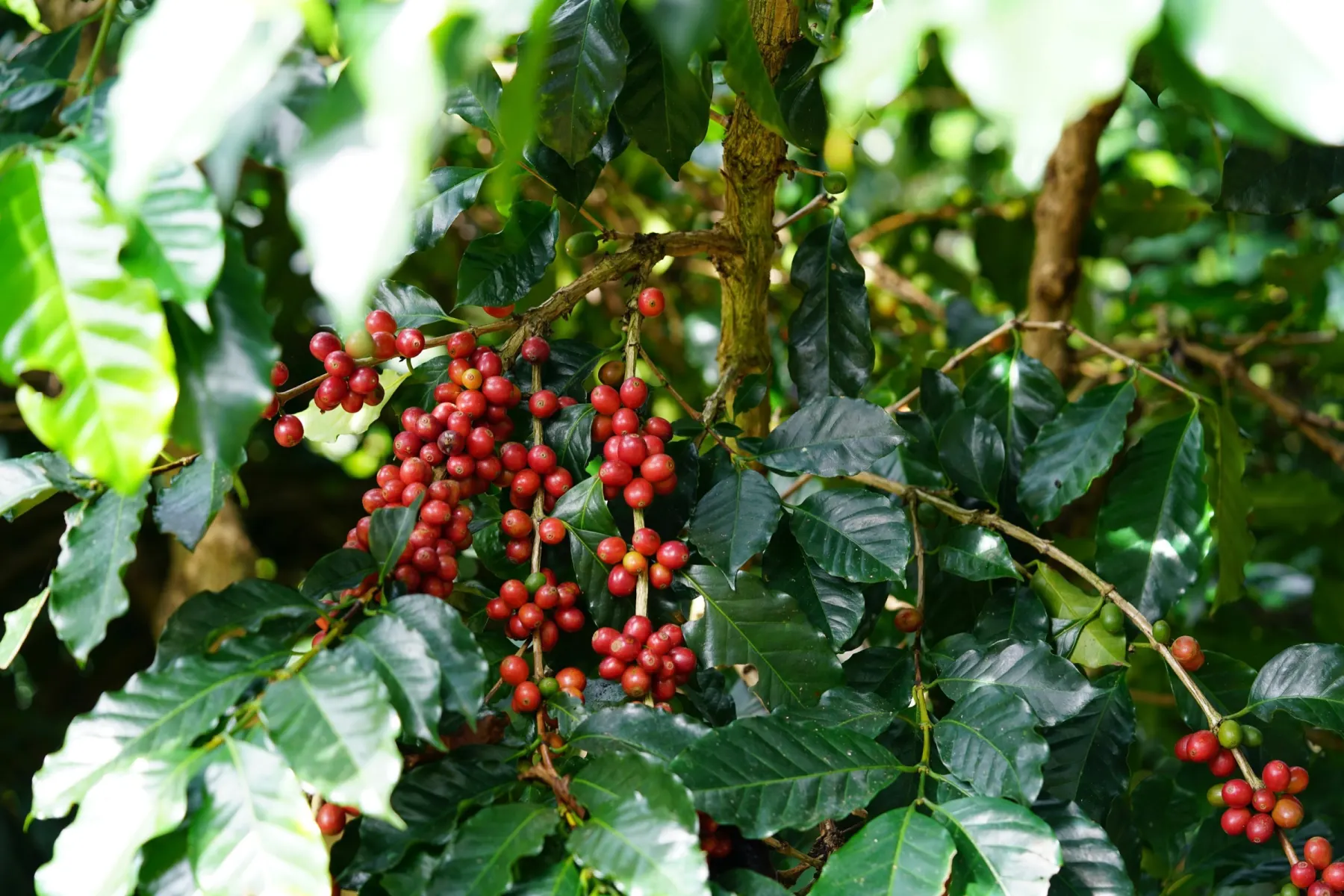 Ripe and ripening coffee cherries clustered along a branch under glossy dark-green leaves.