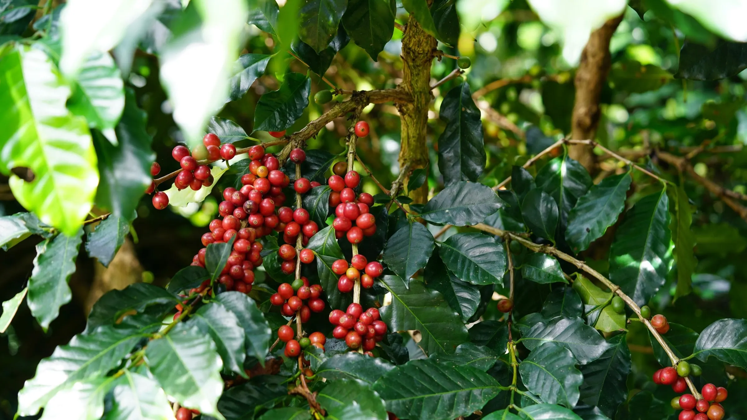 Ripe and ripening coffee cherries clustered along a branch under glossy dark-green leaves.