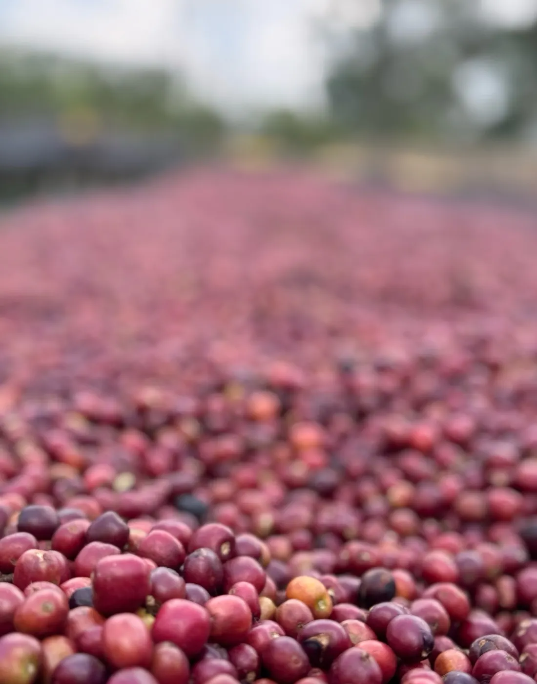 Ripe cherries close up on the drying bed, deep red turning to wine as the fruit dehydrates.