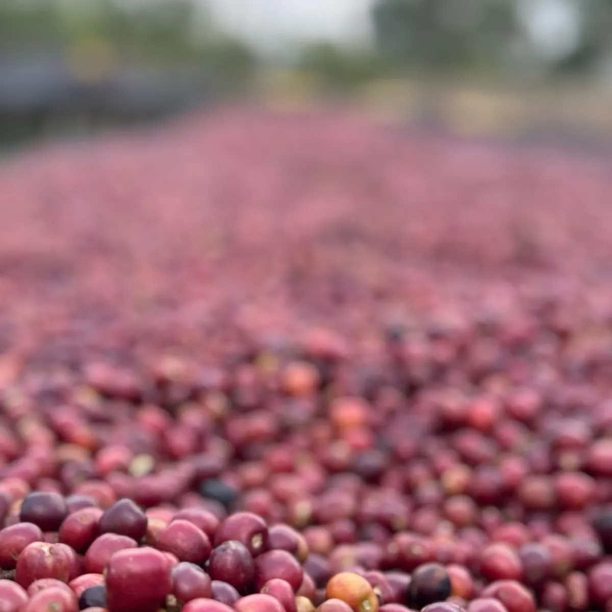 Ripe cherries close up on the drying bed, deep red turning to wine as the fruit dehydrates.