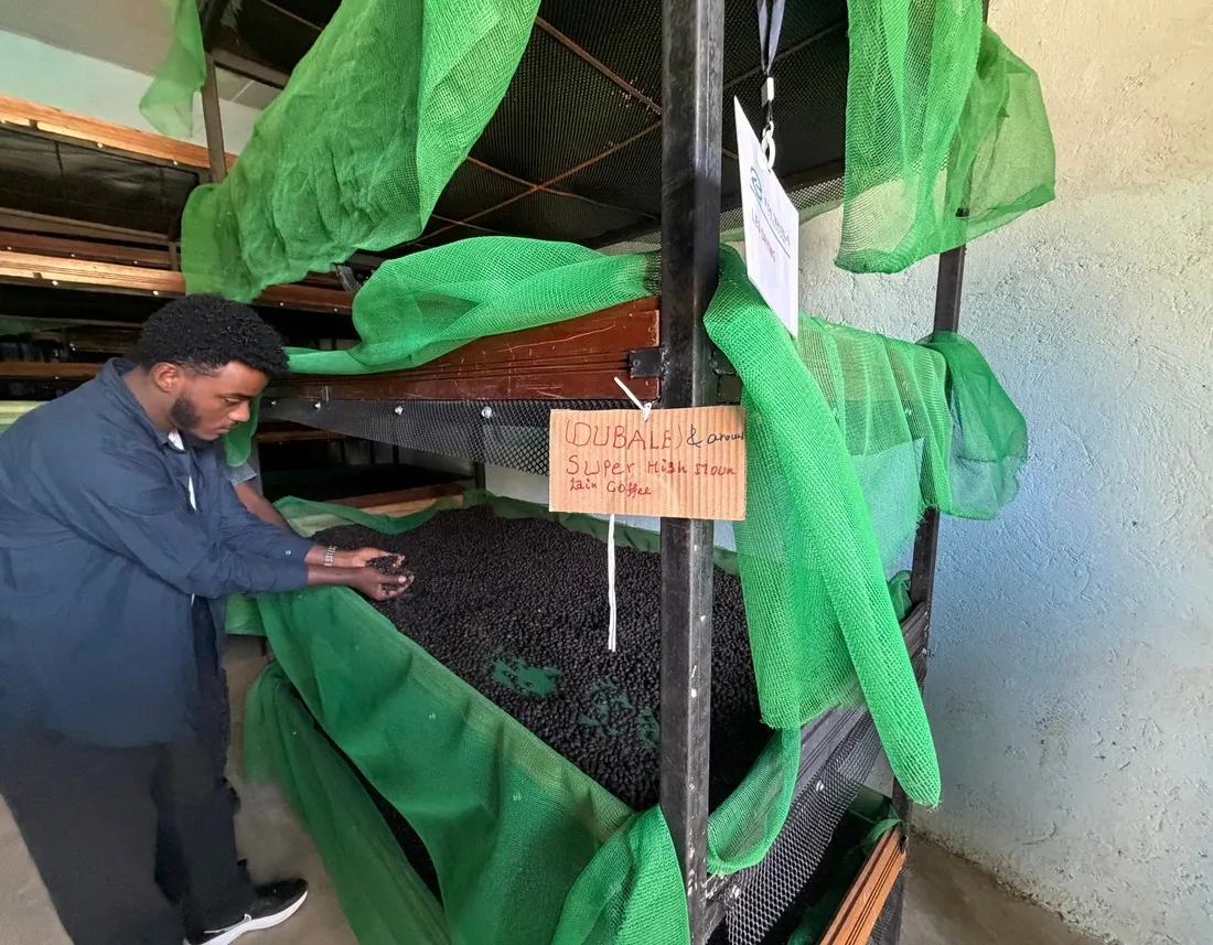 Coffee drying on raised beds inside a ventilated dark room, out of direct sun, for slow even moisture reduction.