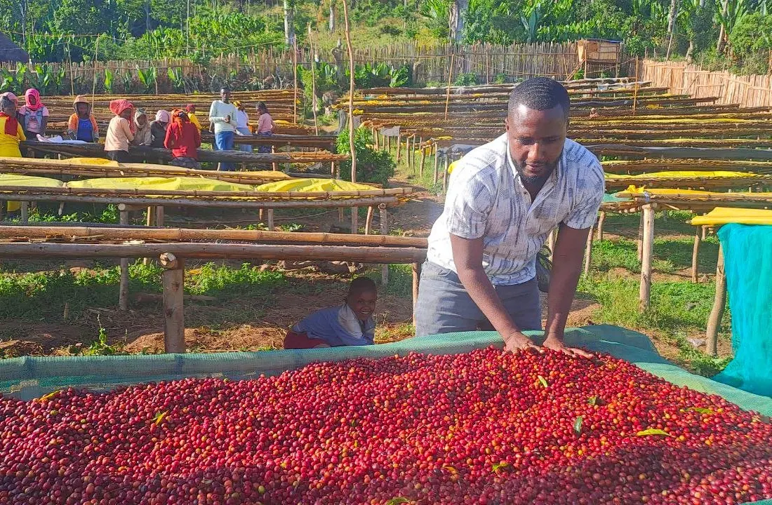 Degefu Mulugeta spreading ripe cherries across a drying bed, a child and workers among the rows of beds behind him.