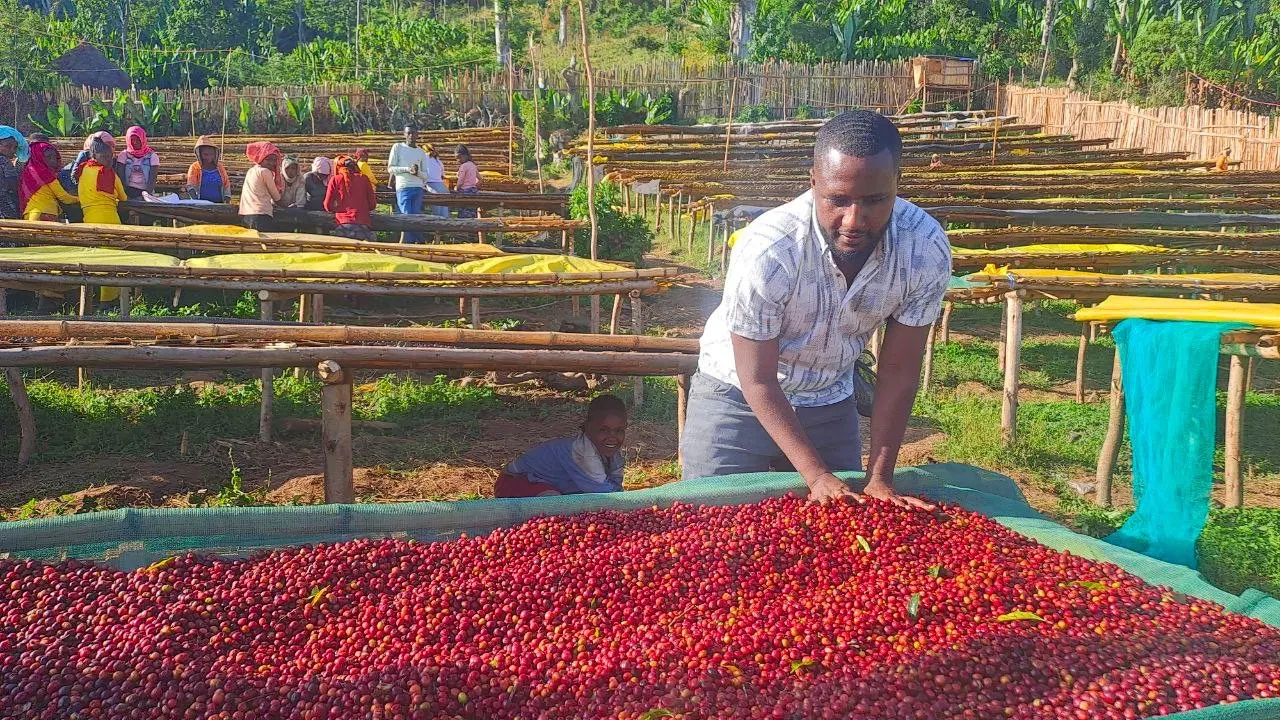Degefu Mulugeta spreading ripe cherries across a drying bed, a child and workers among the rows of beds behind him.