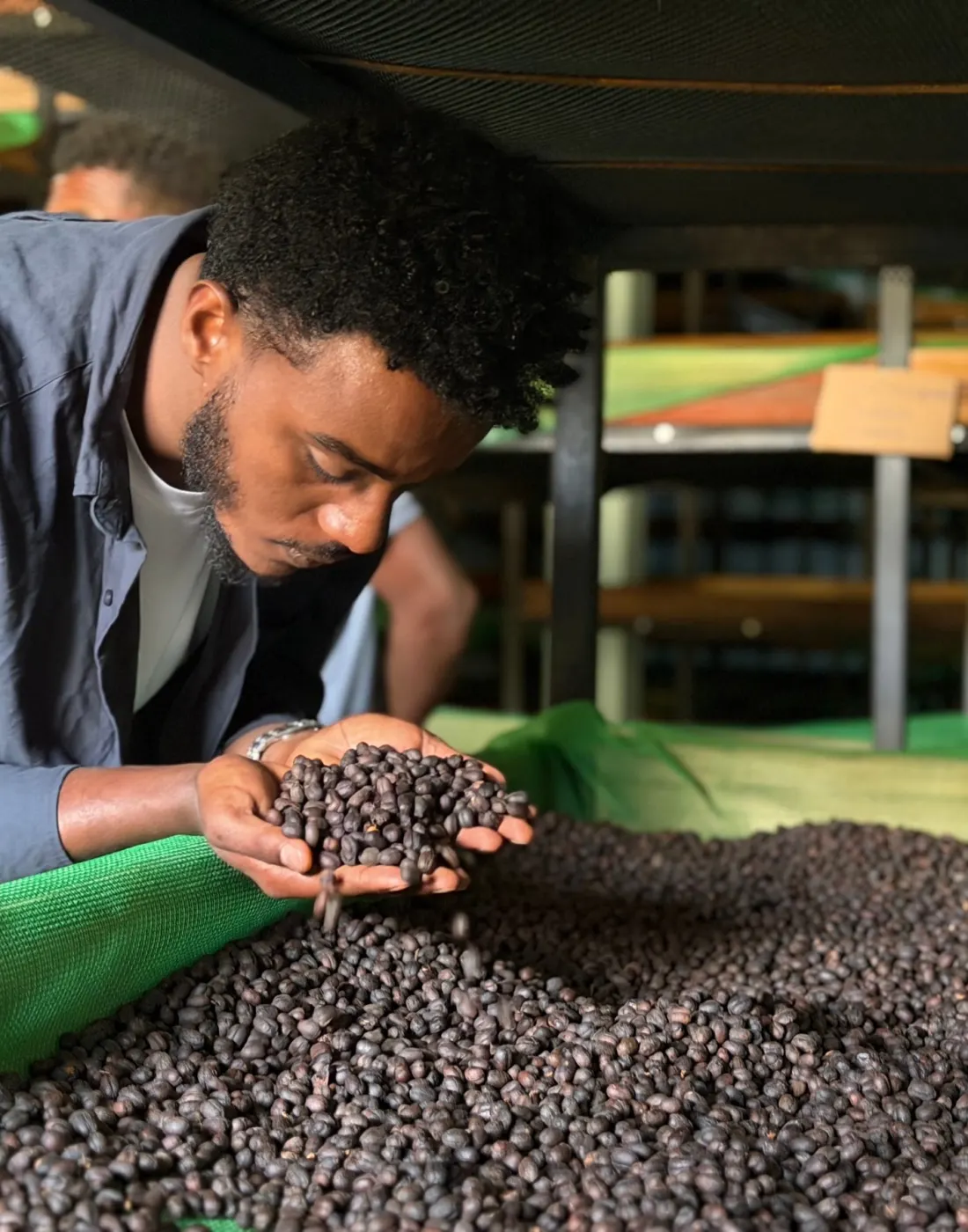 Degefu Mulugeta lifting a handful of dried cherry from a bed inside a ventilated dark room, breathing in the aroma.