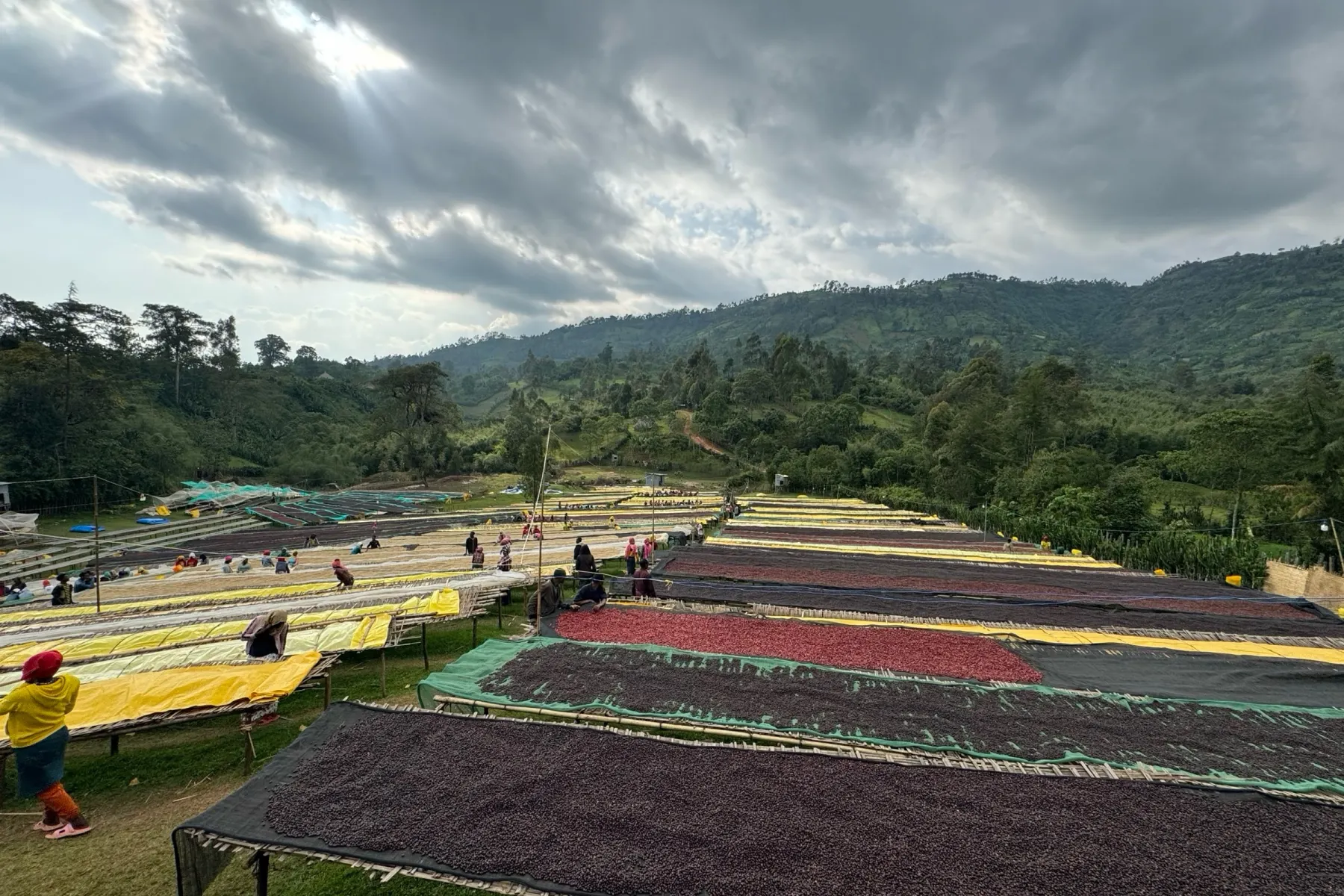The drying field under a broken sky, each bed a different lot at a different stage, the Sidama hills rising behind.