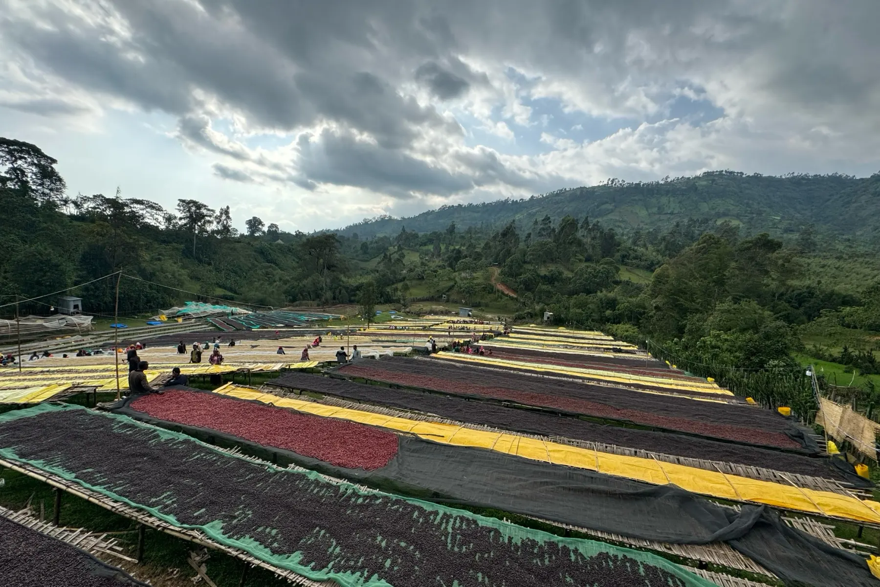 Separated lots drying on raised beds, workers moving between the rows, forest and hillside beyond.