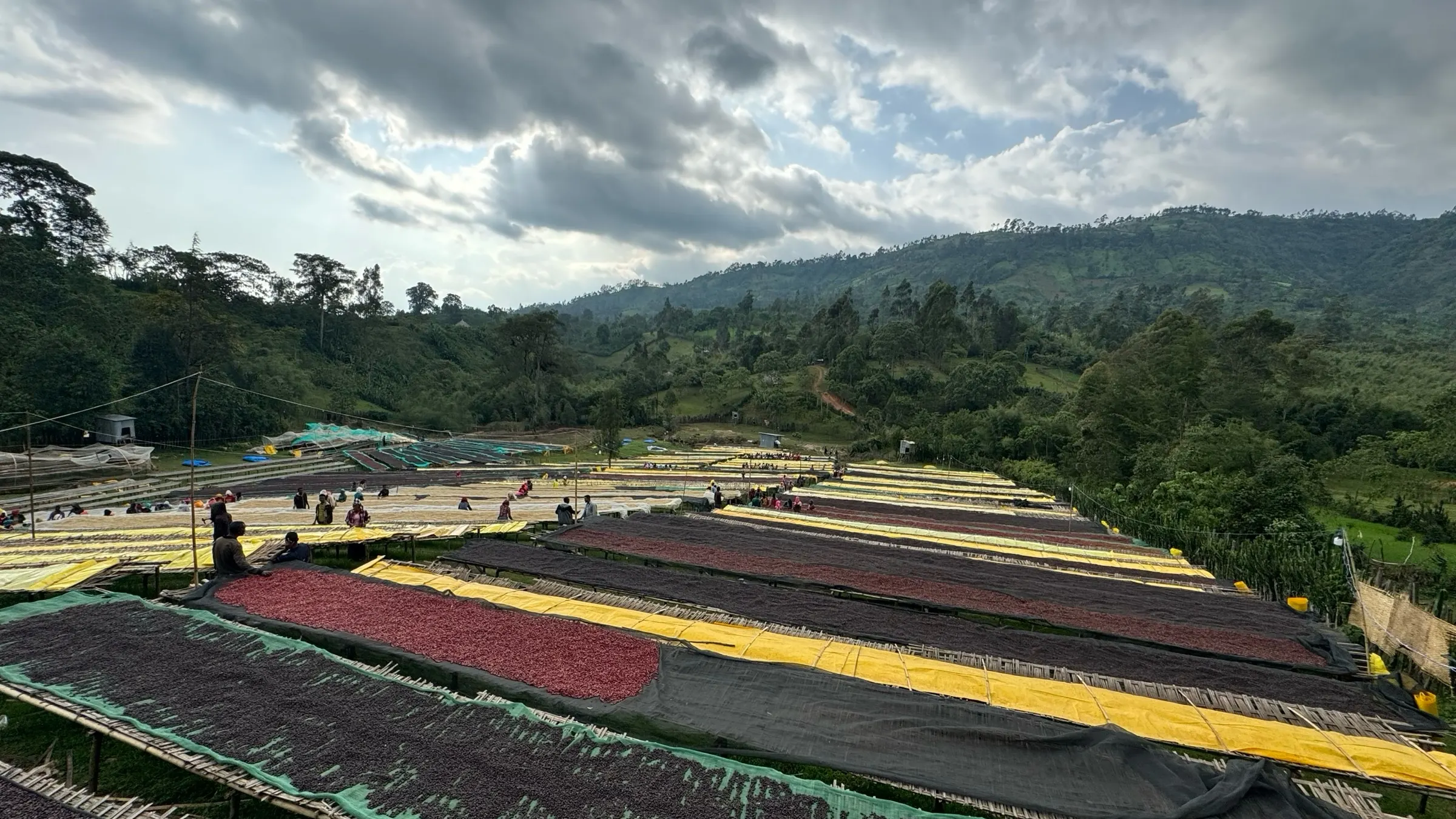 Separated lots drying on raised beds, workers moving between the rows, forest and hillside beyond.