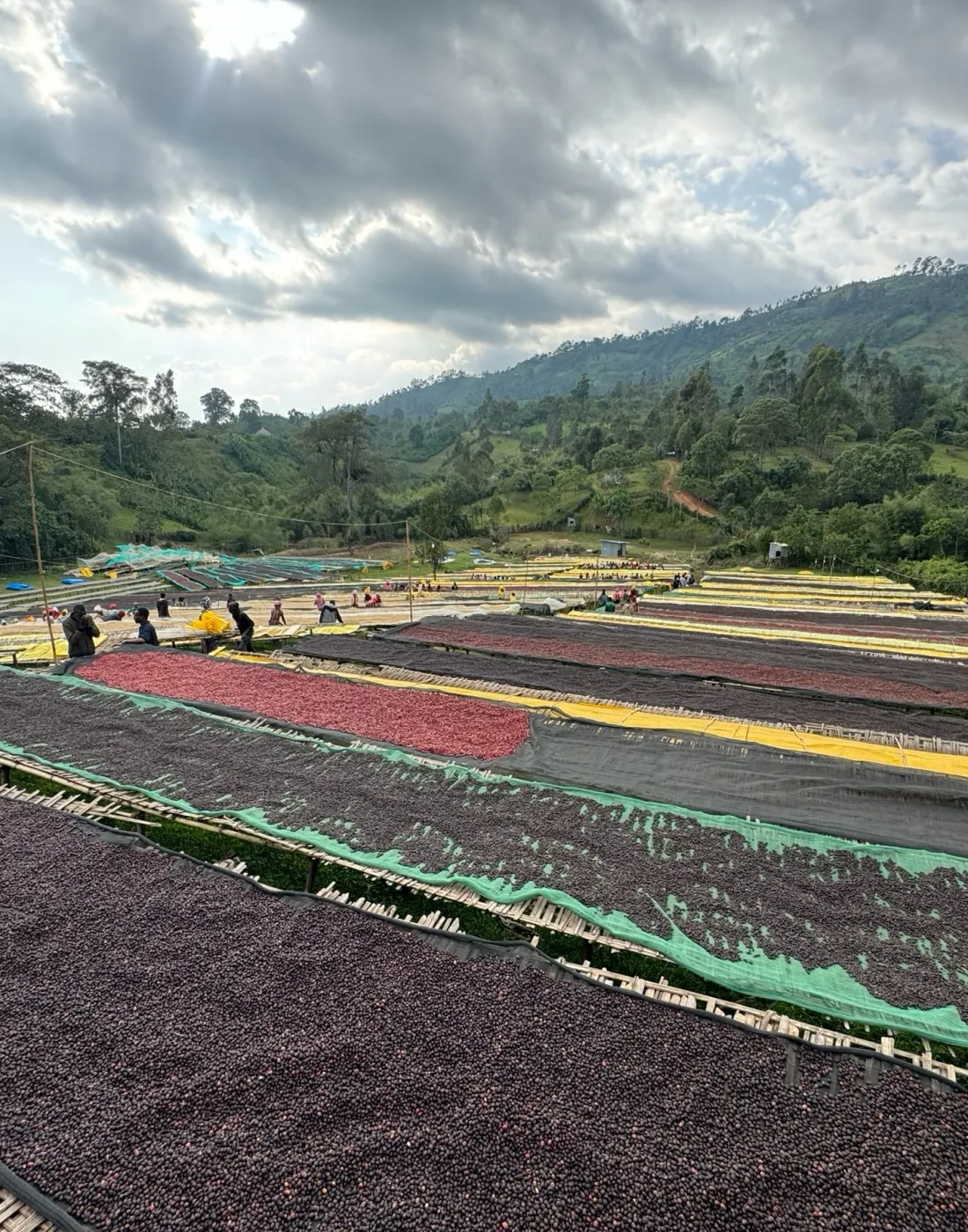 Bursa's drying field: dozens of raised beds carrying separated lots — red cherry, purple natural and pale parchment — laid in bands across the valley floor beneath forested hills.