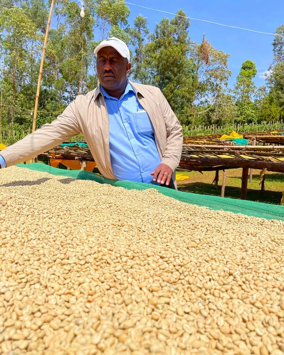 Mulugeta Muntasha standing over a raised bed of drying parchment coffee at the station he founded in Arbegona.