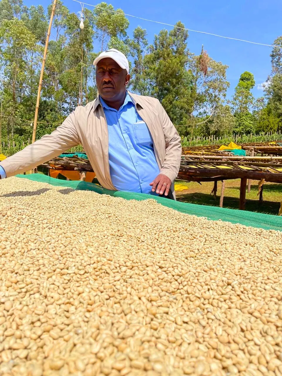 Mulugeta Muntasha standing over a raised bed of drying parchment coffee at the station he founded in Arbegona.