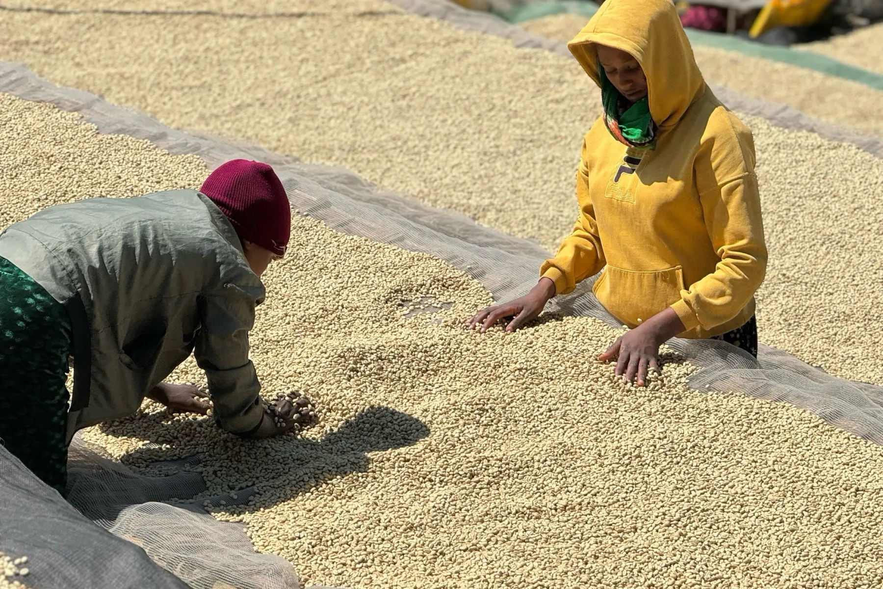 Two workers hand-sorting parchment, drawing defective beans out of the lot before it is graded.
