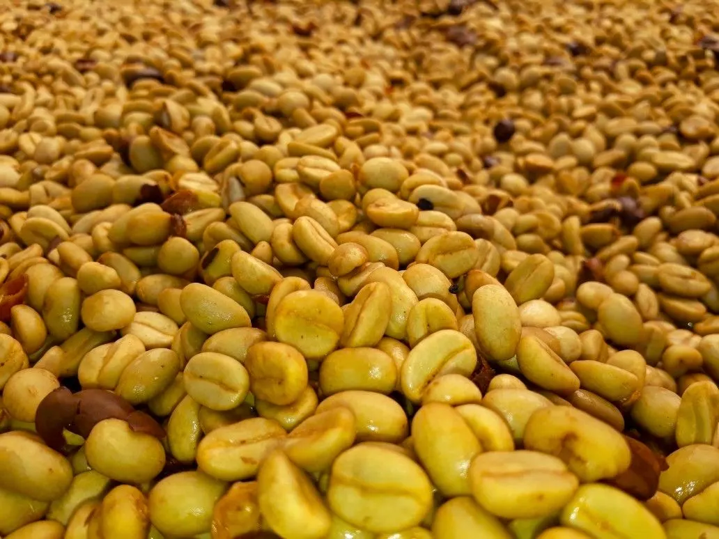 Honey-process coffee drying with mucilage still on the parchment, the beds turning sticky gold in the sun.