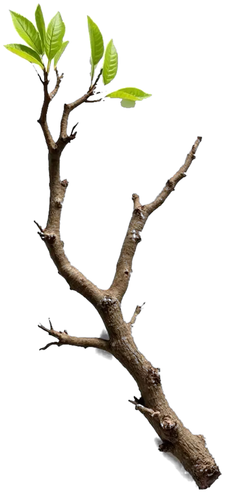 A cutting of Bursa, the sweetly scented Sidama wood burned as incense that gives the company its name, its first green leaves opening.