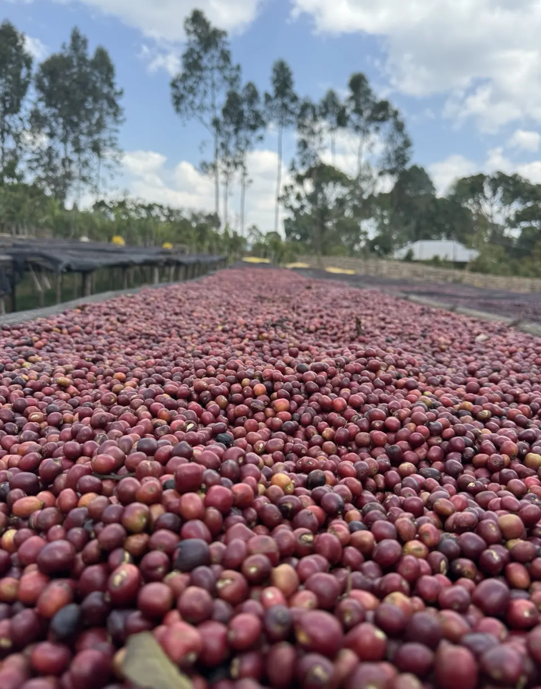 Whole cherries drying intact on a raised bed for the natural process, the bed stretching toward the forest edge.
