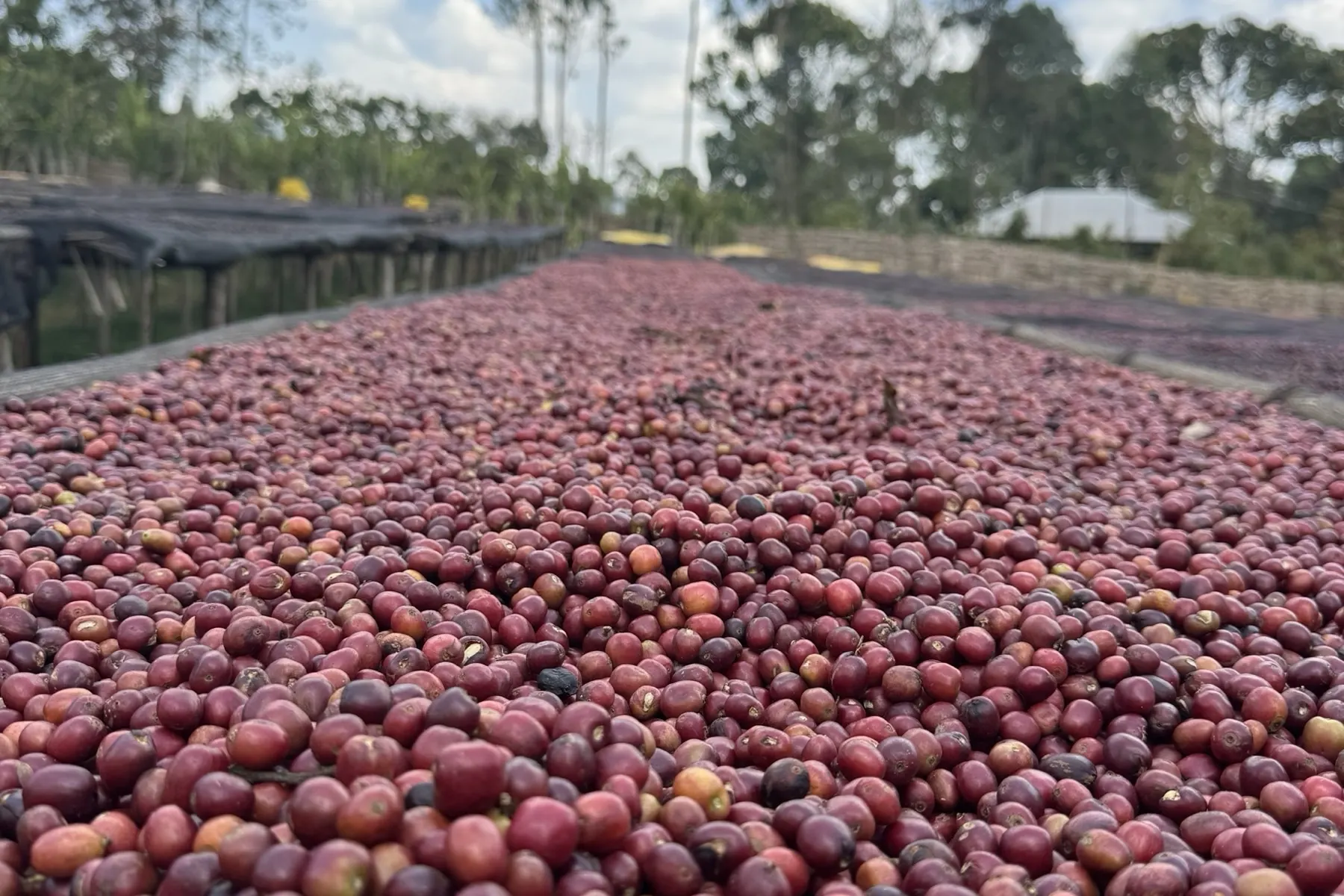 Whole cherries drying intact on a raised bed for the natural process, the bed stretching toward the forest edge.