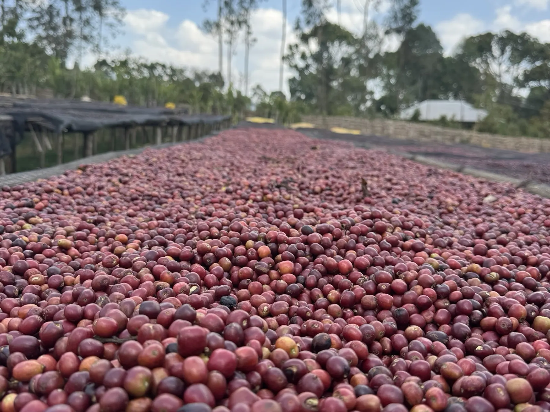 Whole cherries drying intact on a raised bed for the natural process, the bed stretching toward the forest edge.