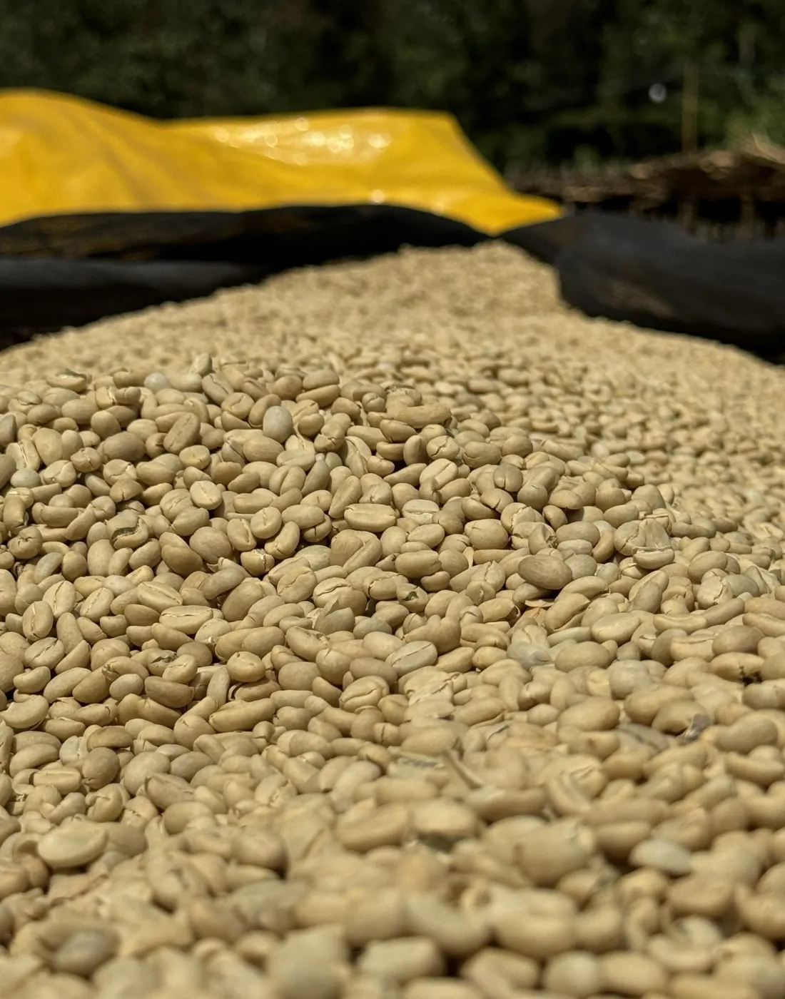Parchment coffee close up on the bed, pale gold and evenly spread for slow drying.