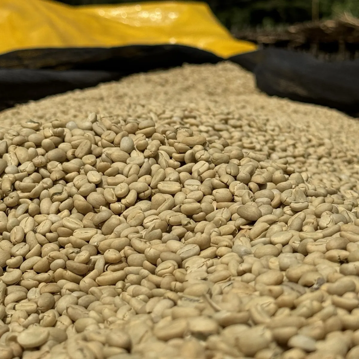 Parchment coffee close up on the bed, pale gold and evenly spread for slow drying.
