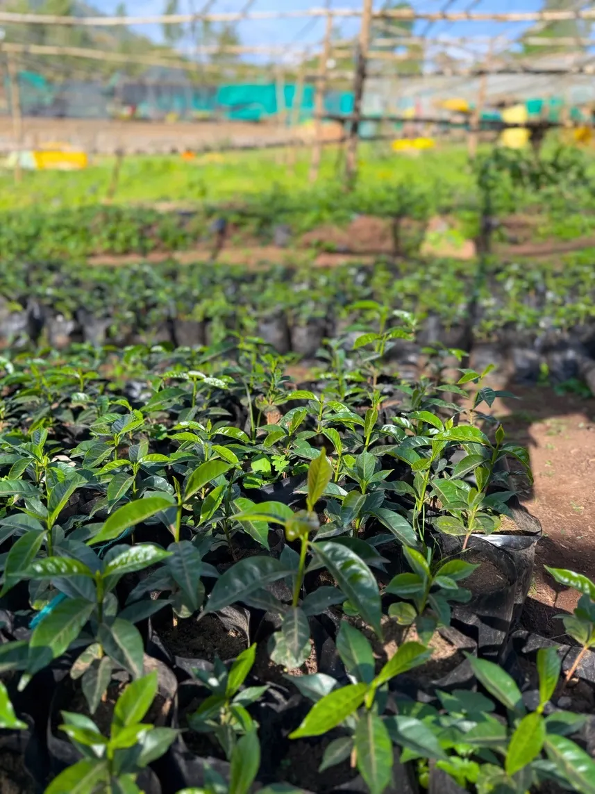 Rows of young 74158 coffee seedlings in nursery bags, ready for distribution to smallholder farmers.