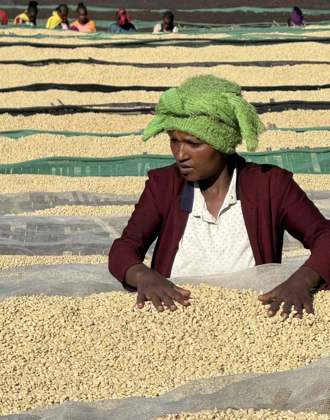 A woman in a green headscarf hand-sorting parchment on a raised bed, working defects out of the lot.