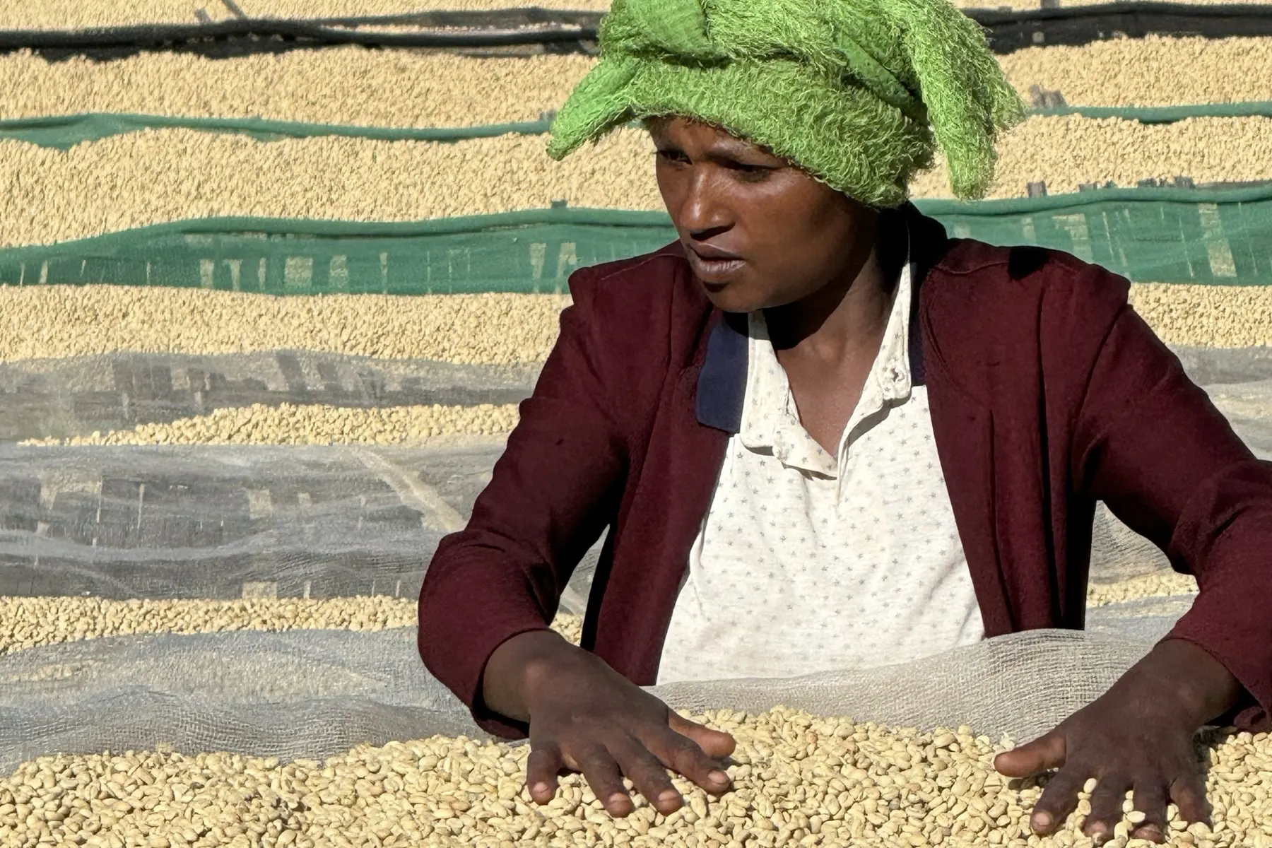 A woman in a green headscarf hand-sorting parchment on a raised bed, working defects out of the lot.