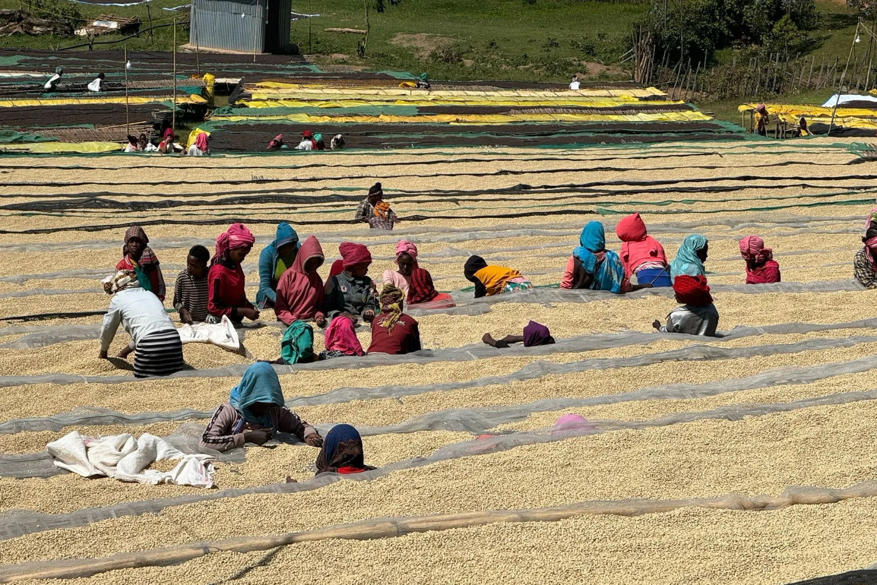 The sorting line at full strength — the length of the drying field worked by hand.