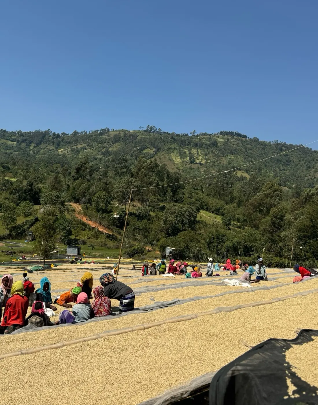 Dozens of workers in broad sun hats seated along the raised beds, hand-sorting parchment lot by lot.