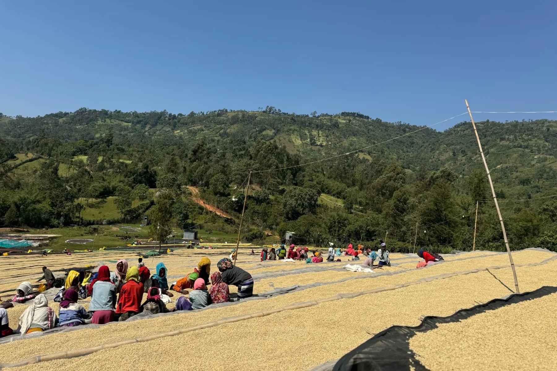 Dozens of workers in broad sun hats seated along the raised beds, hand-sorting parchment lot by lot.