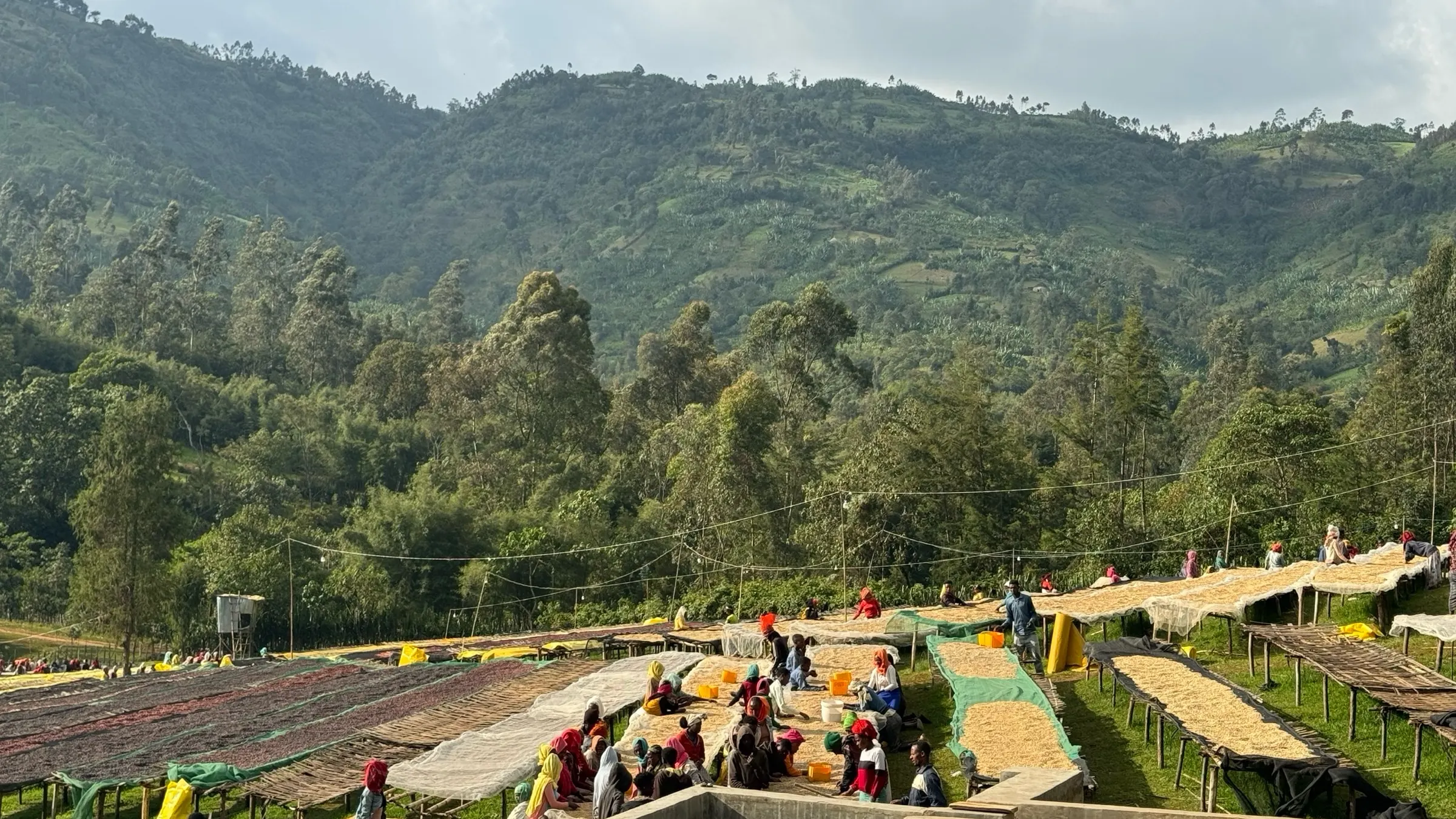 The washing station: fermentation and washing channels cut into the hillside, the team working the tanks with the drying field beyond.
