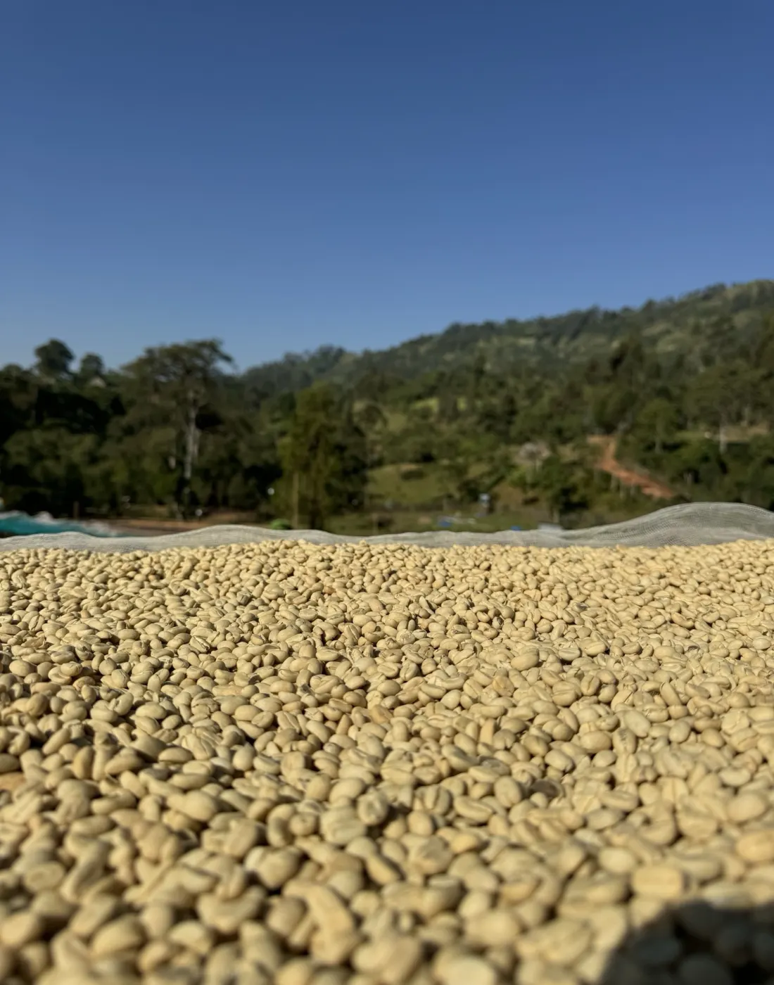 Washed parchment drying on a raised bed that runs away toward the treeline under a clear highland sky.