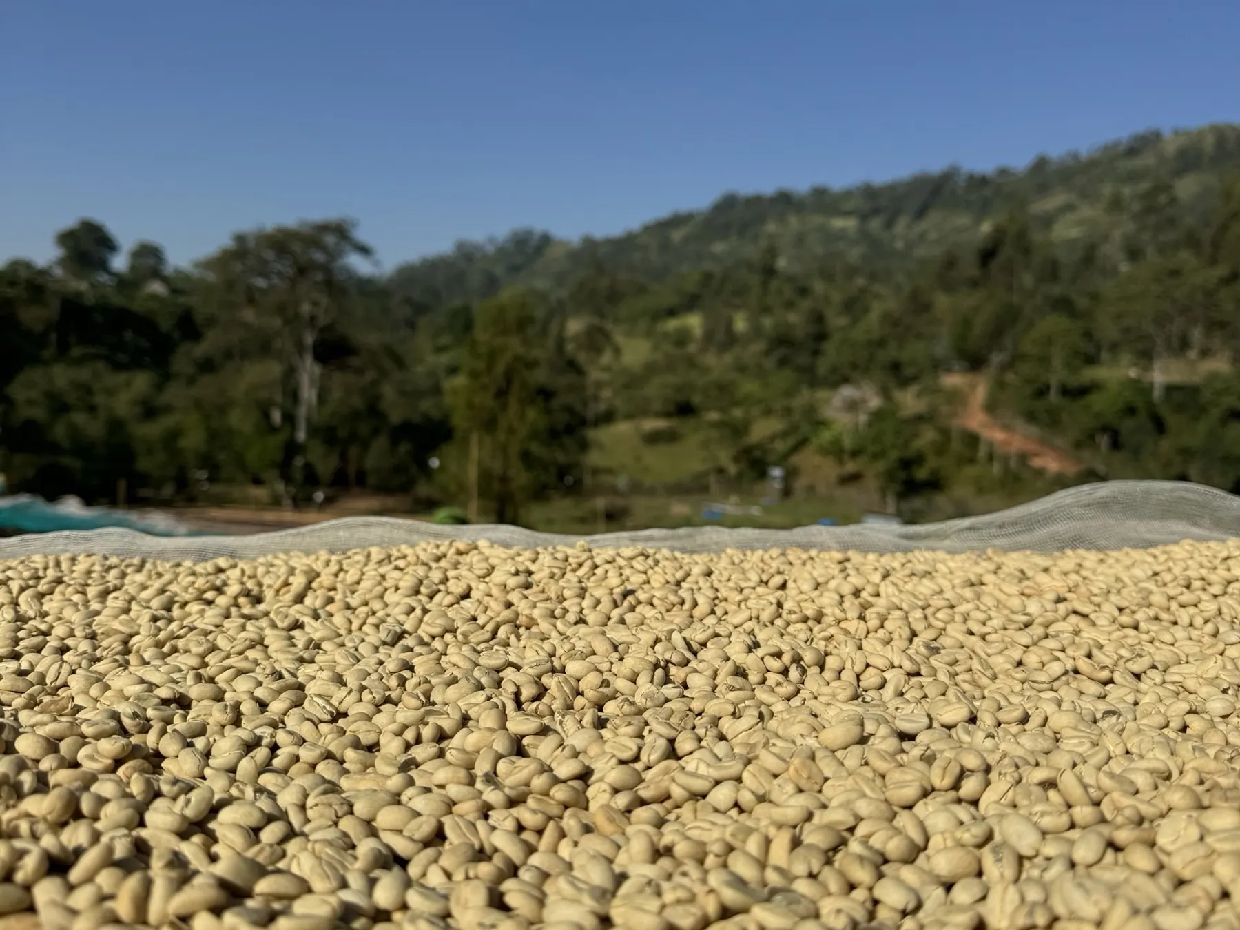 Washed parchment drying on a raised bed that runs away toward the treeline under a clear highland sky.