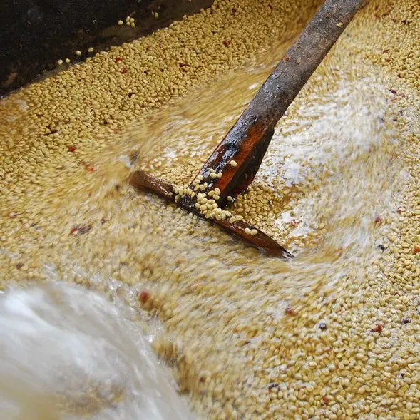 Clean mountain water running through the washing channels where depulped coffee is fermented and washed.